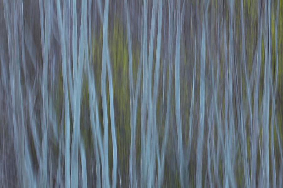 Abstract Spring Forest Photograph