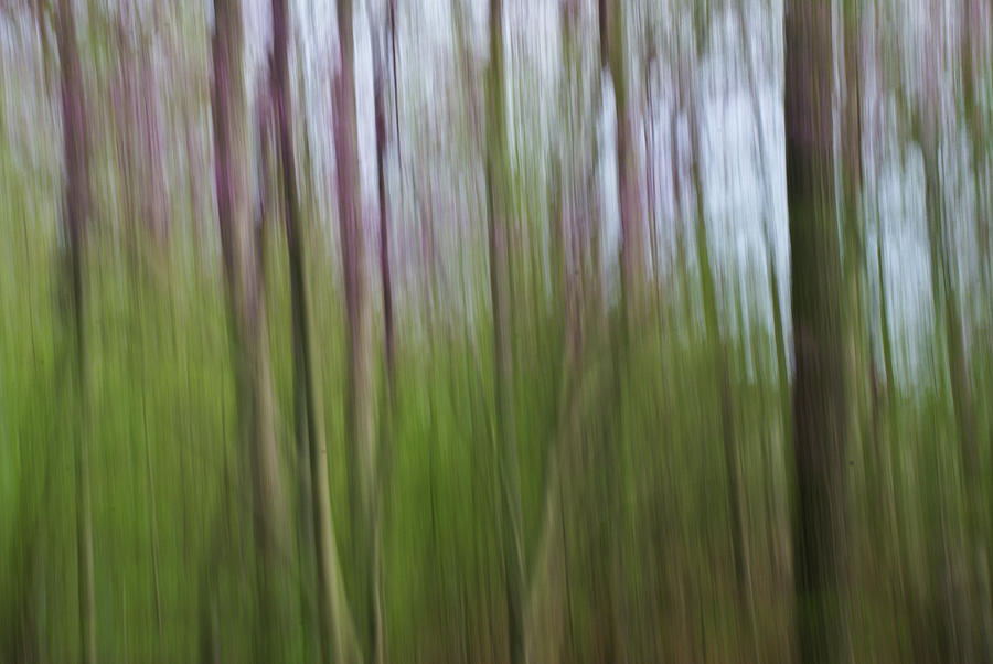 Abstract Spring Photograph by Maryann Flick