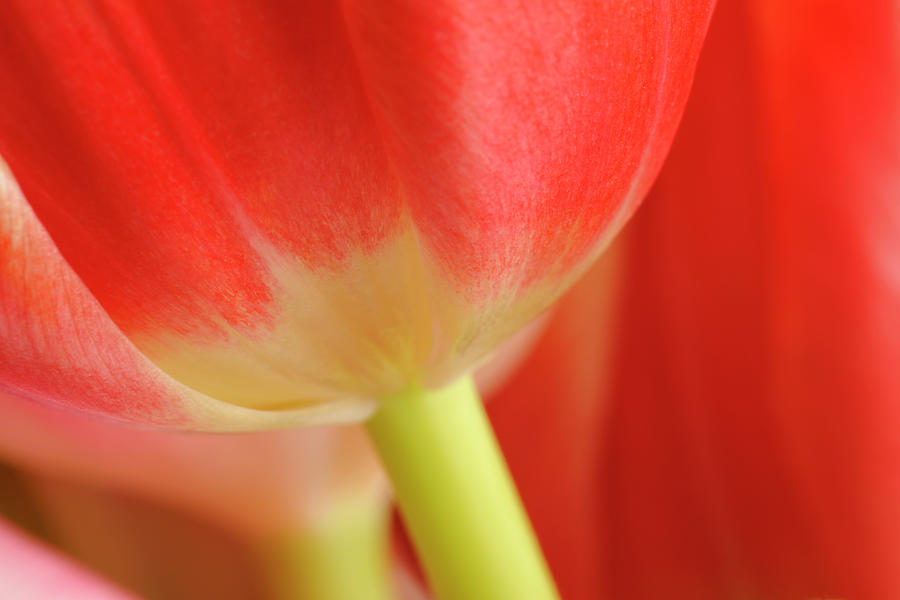 Abstract Spring Tulips Full Frame Macro Photograph by Jpecha