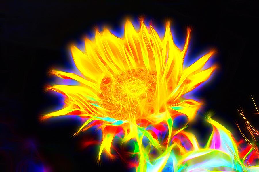 Abstract Sunflower  Photograph by Mark J Dunn
