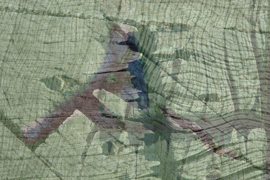 Abstract Timber by Nareeta Martin Abstract Timber by Nareeta Martin