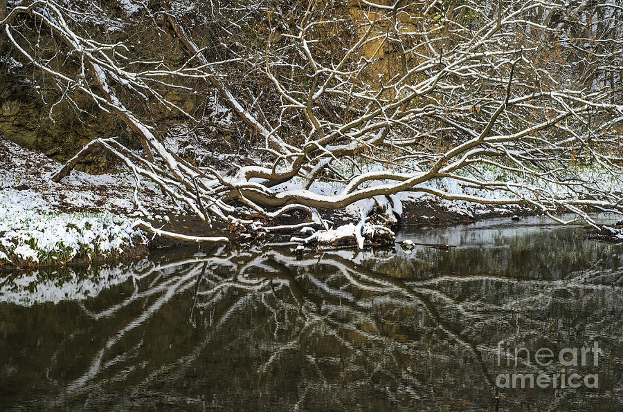 Abstract Tree and Snow Reflection Photograph by Tamara Becker