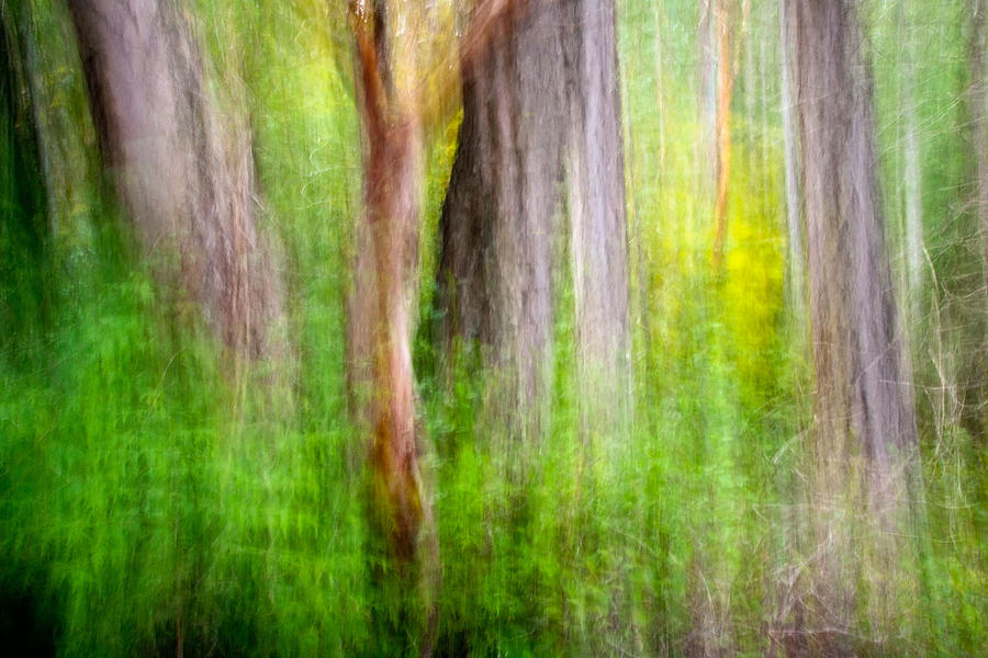 Abstract Tree Patterns - Francis Point Photograph by Bill Gozansky
