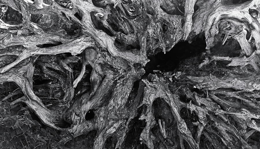 Abstract Tree Root Monochrome Photograph by Jeff Townsend