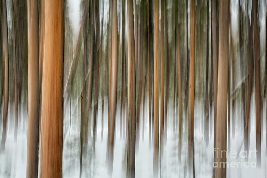 Abstract Trees 1 Photograph by Timothy Hacker