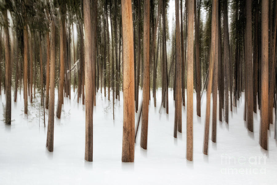 Abstract Trees 2 Photograph by Timothy Hacker