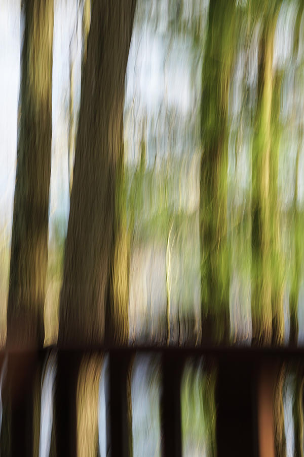 Abstract Trees Photograph by Tana Reiff