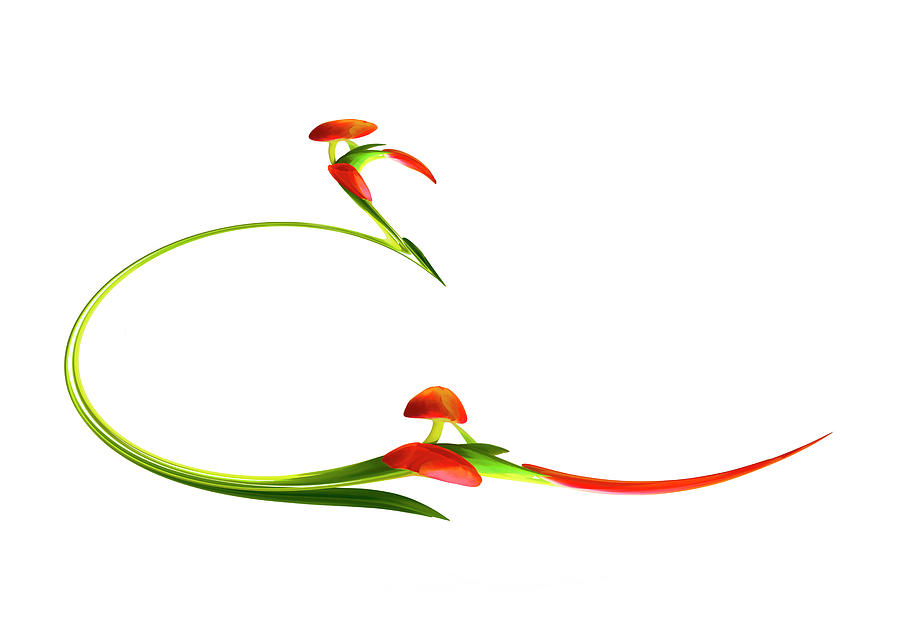 Abstract Tulips by Cyndy Doty Abstract Tulips by Cyndy Doty