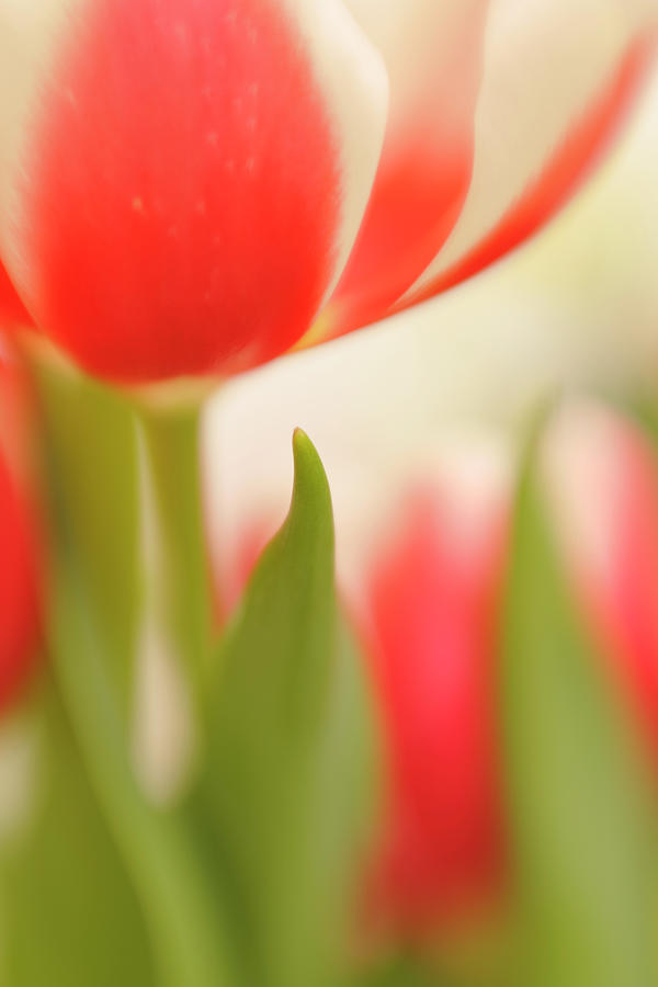 Abstract Vertical Tulip Soft Focus Photograph by Jpecha