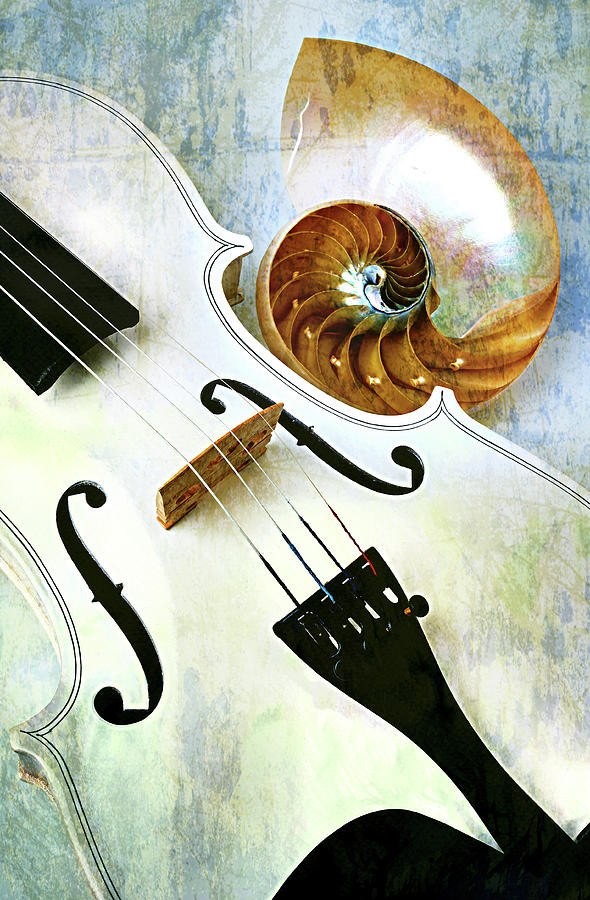 Abstract Violin And Nautilus Shell Photograph by Garry Gay