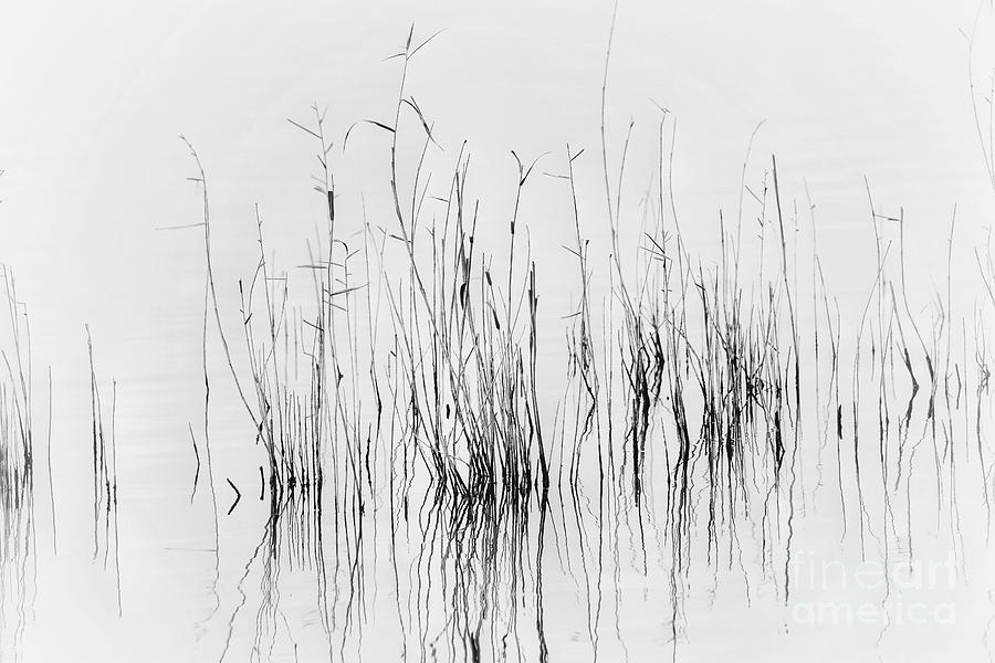 Abstract Water Oats Photograph