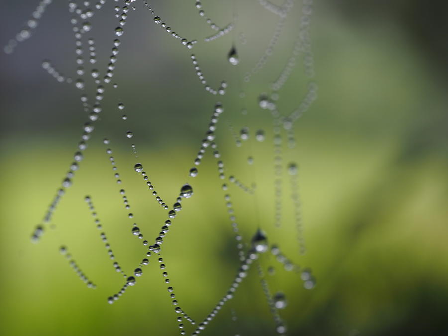 Abstract Web Photograph by Denise Benson