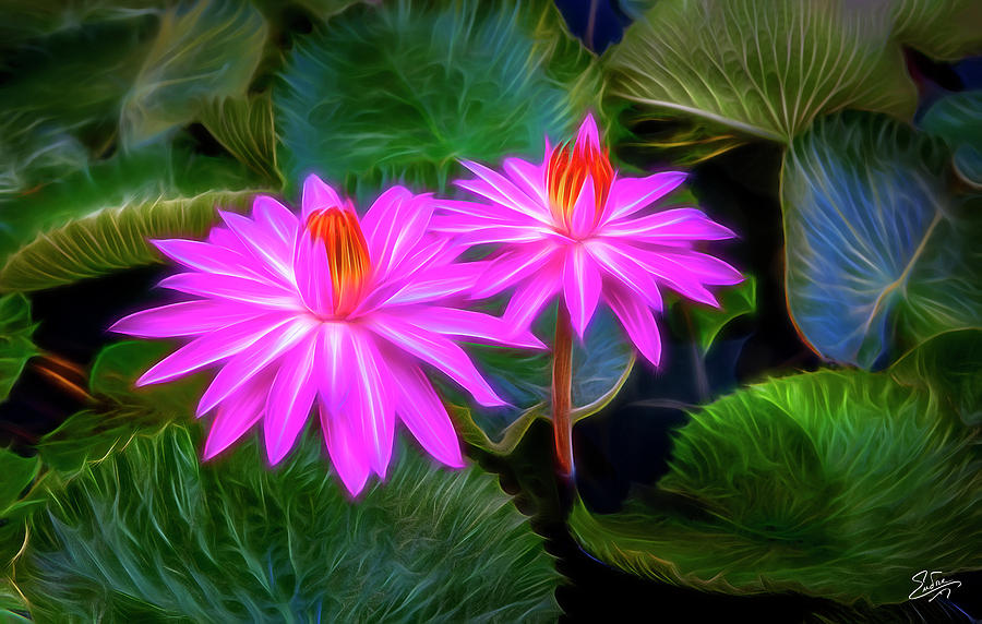 Abstracted Water Lilies Digital Art by Endre Balogh