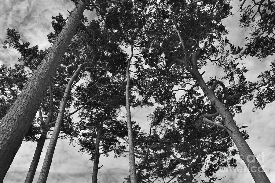 Abstracts in Trees by Jeni Gray Abstracts in Trees by Jeni Gray