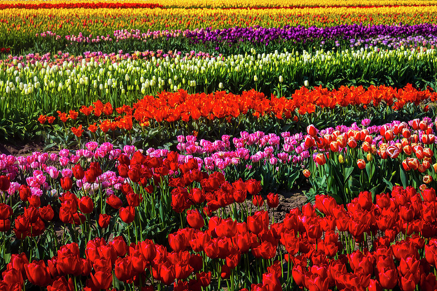 Tulip Photograph - Abundance Of Beautiful Tulips by Garry Gay