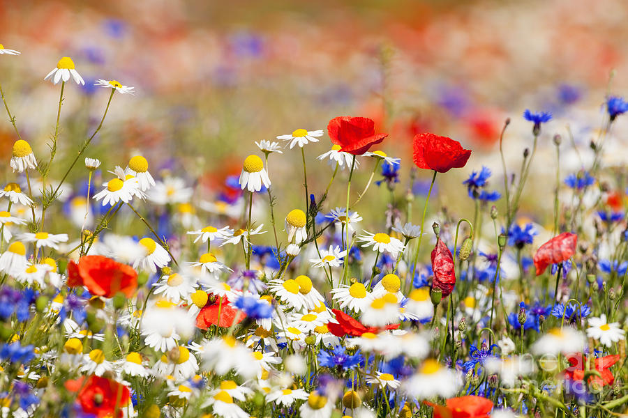 Country Photograph - Abundance Of Blooming Wild Flowers by Courtyardpix Country Photograph - Abundance Of Blooming Wild Flowers by Courtyardpix