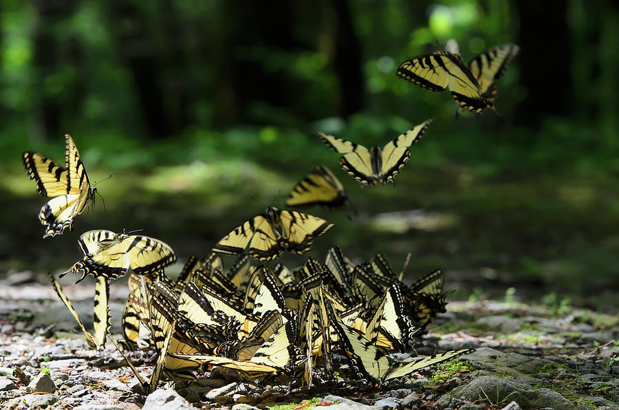 Abundance Of Eastern Tiger Swallowtail Photograph by Tom Patrick / Design Pics
