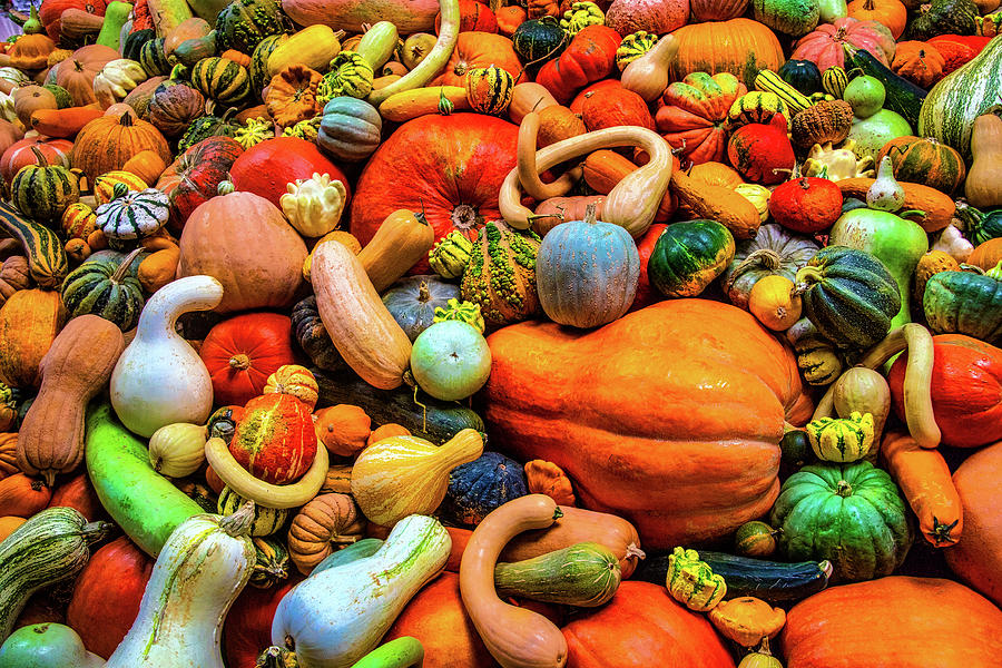 Abundance Of Gourds And Pumpkins Photograph by Garry Gay