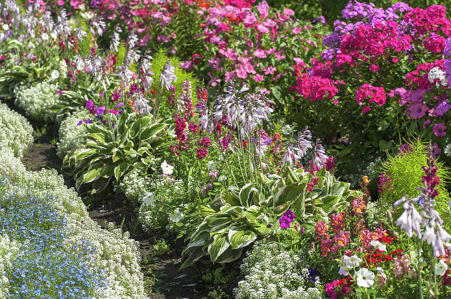 Abundant Blooms Of Summer Garden 1 Photograph by Jenny Rainbow