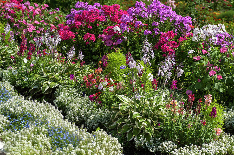Abundant Blooms of Summer Garden Photograph by Jenny Rainbow