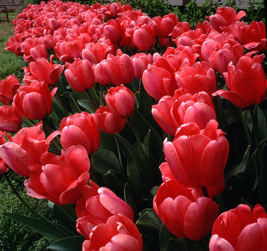 Abundant Red Tulips Photograph by James C Richardson