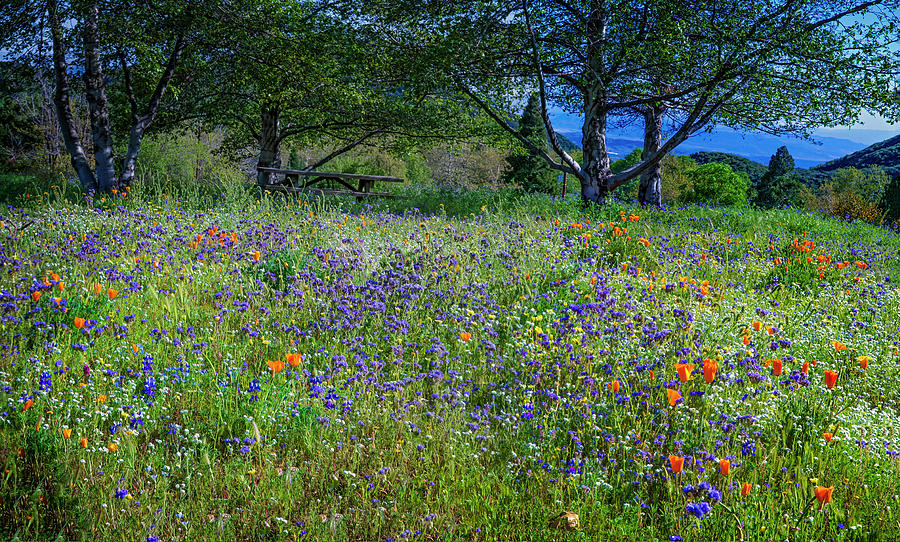 Abundant Wildflowers at Oak Glen Preserve Photograph by Lynn Bauer