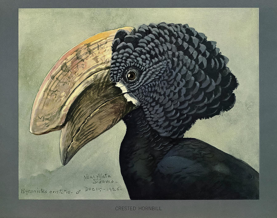 Nature Digital Art - Abyssinian Crested Hornbill by Print Collection