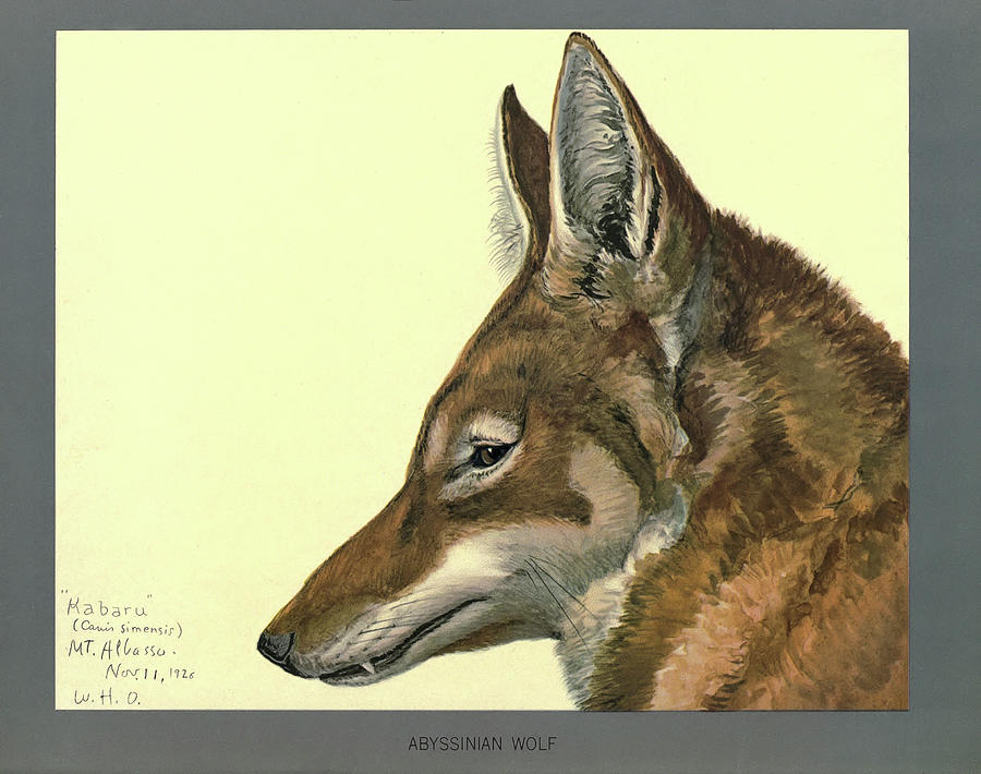 Nature Digital Art - Abyssinian Wolf by Print Collection