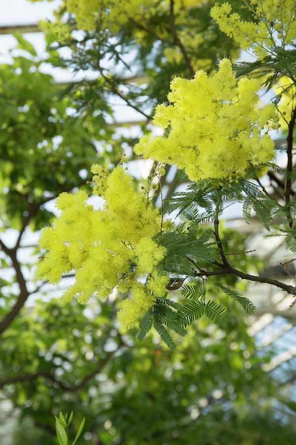 Acacia Dealbata Flowers In Early Winter In The Conservatory Photograph by Karlheinz Steinberger