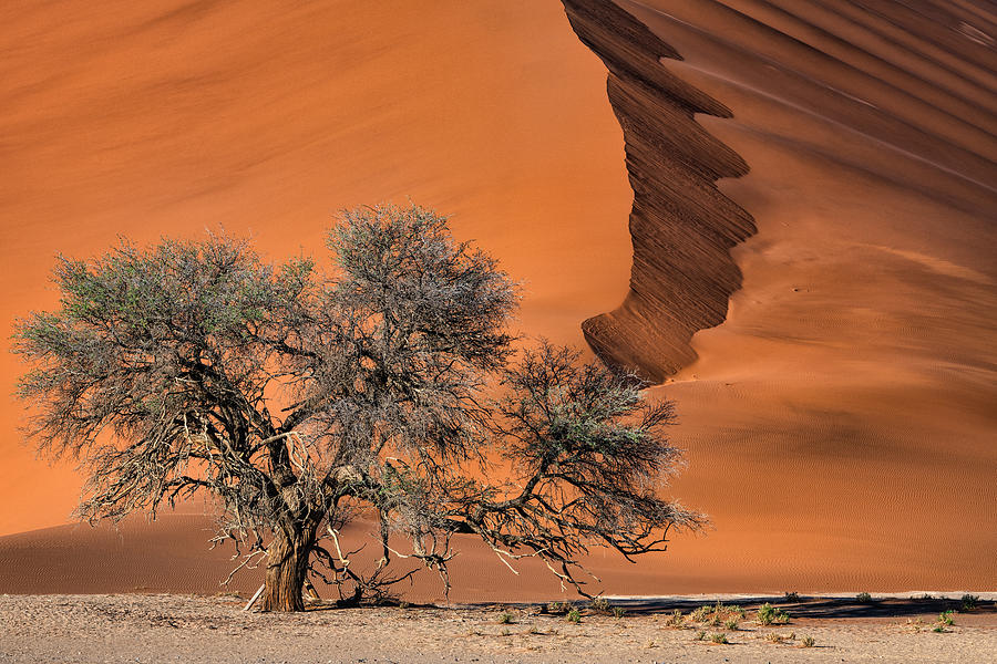 Desert Photograph - Acacia In The Desert by Luigi Ruoppolo