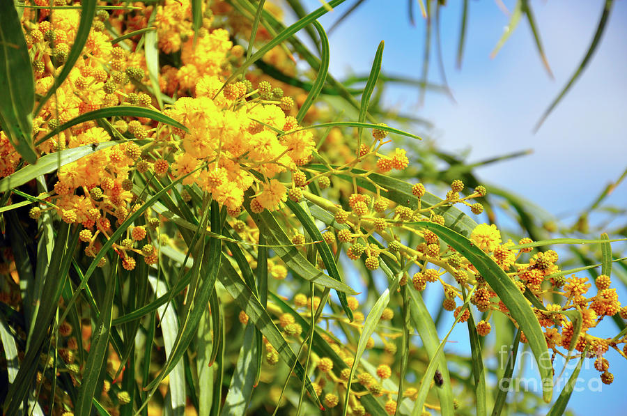 Acacia pycnantha, Golden Wattle, is Australias floral emblem Photograph by Milleflore Images