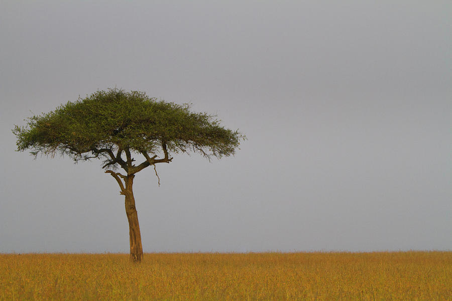 Acacia Tree Acacia Drepanolobium Photograph by Regis Vincent