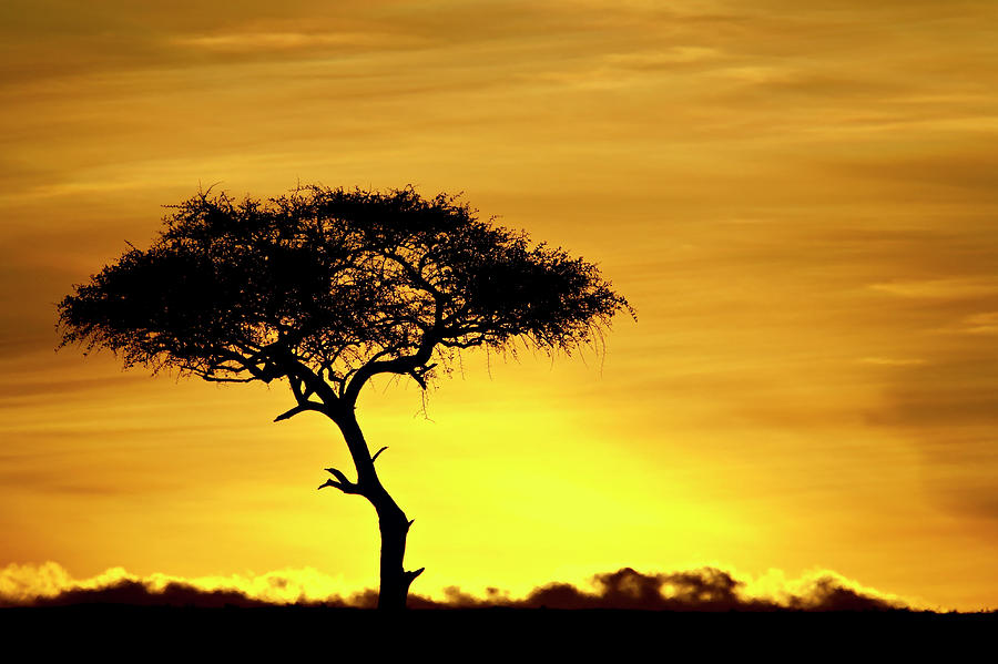 Acacia Tree At Dawn, Masai Mara Photograph by James Hager / Robertharding Acacia Tree At Dawn, Masai Mara Photograph by James Hager / Robertharding