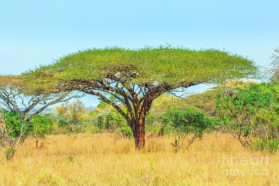 Acacia tree in savannah Photograph by Benny Marty