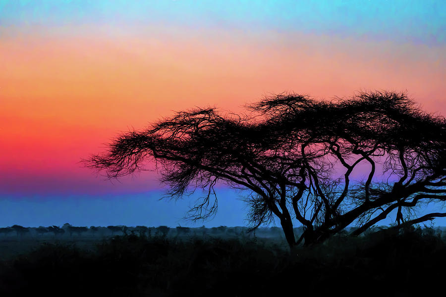 Acacia Tree in the Sunset Photograph by Betty Eich
