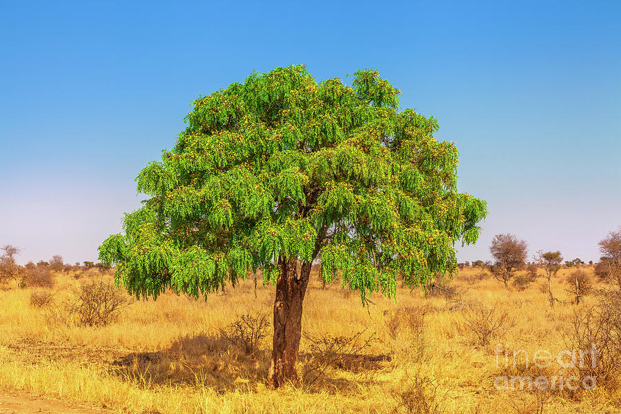 Acacia tree of Serengeti Photograph by Benny Marty