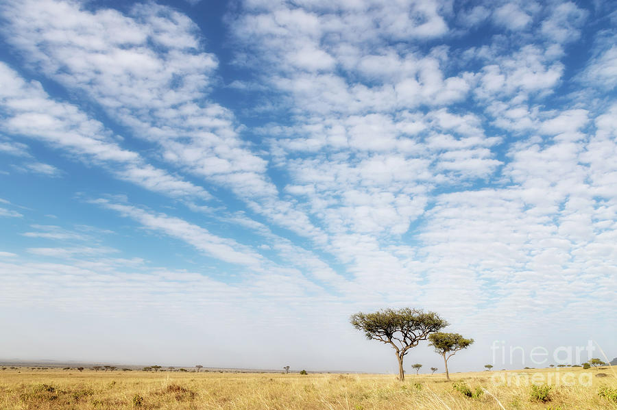 Acacia trees in the Masai Mara Photograph by Jane Rix