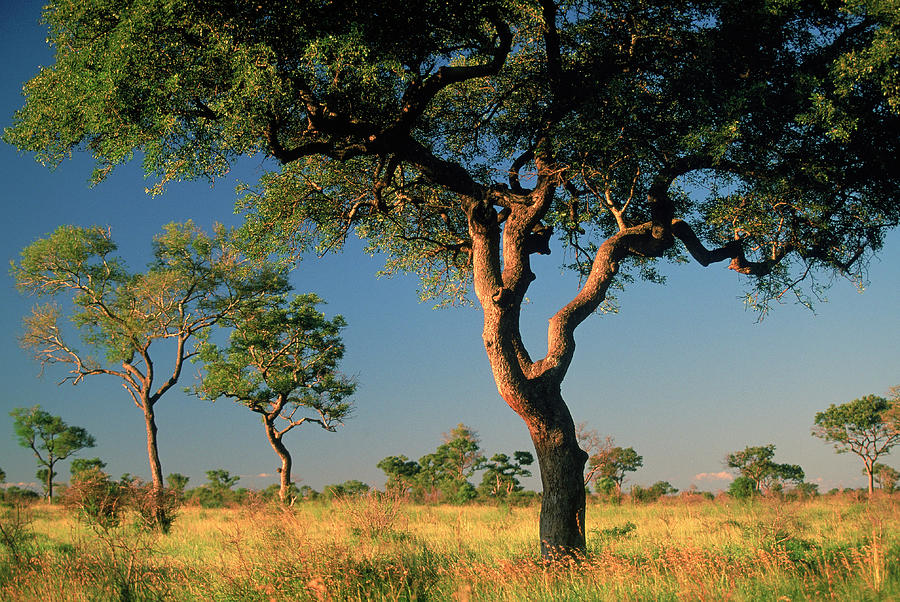 Acacia Trees, Kruger National Park Photograph by Walter Bibikow