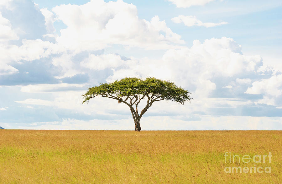 Green Tree Of Life - Serengeti 5100 - Safari Tanzania East Africa  Photograph by Amyn Nasser Photo - Neptune Images