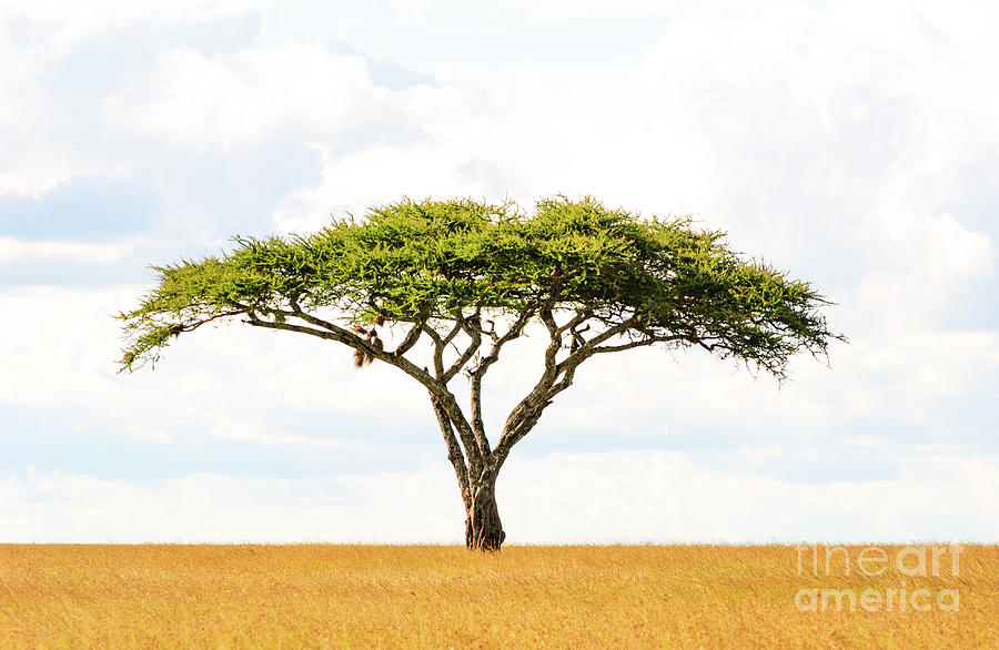 5101 Green Tree Of Life Serengeti Tanzania East Africa - Acacia Vachellia Photograph by Neptune - Amyn Nasser Photographer