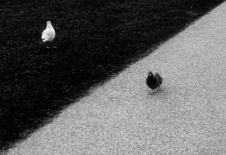 Seagull Photograph - Accidental Synchronization by Matan Zatz