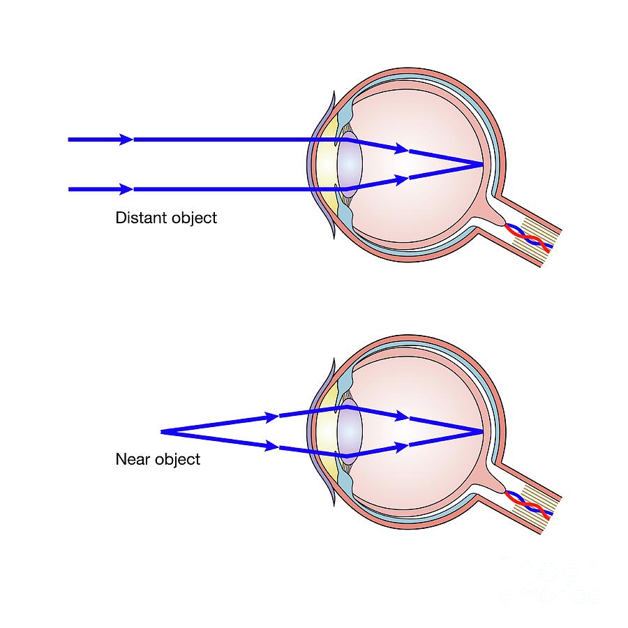 accommodation-in-the-eye-photograph-by-science-photo-library-pixels
