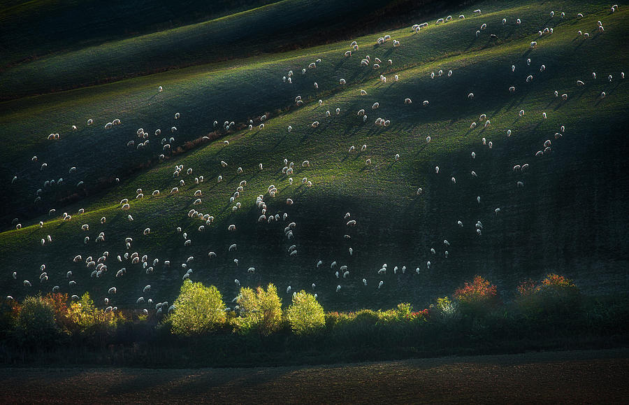 Sheep Photograph - Accompanied By The Morning Light by Peter Svoboda, Mqep