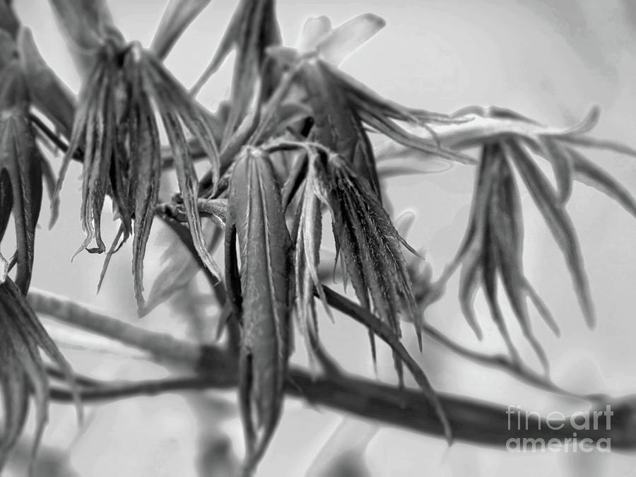 Acer Leaves In Black and white Photograph by Kim Tran