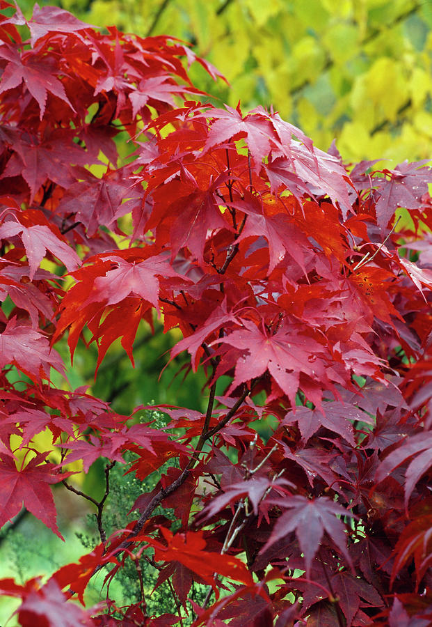 Acer Palmatum, Acer Palmatum 'atropurpureum' Photograph by Thomas ...