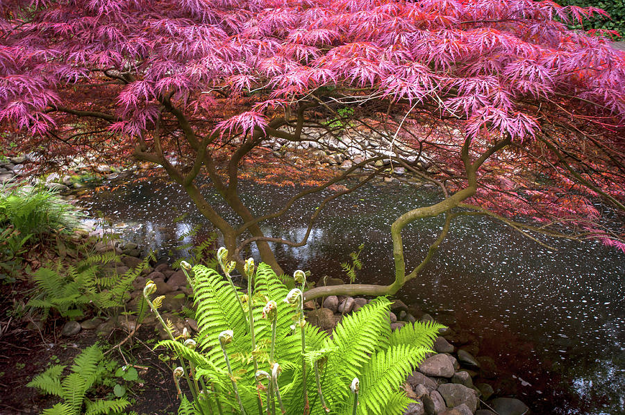 Acer Palmatum Crimson Queen and Fern Photograph by Jenny Rainbow