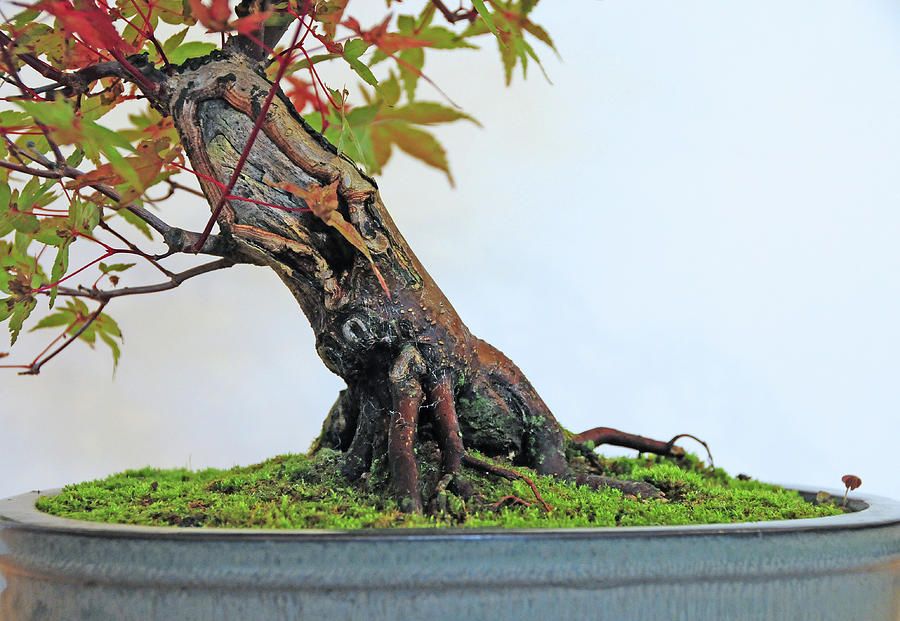 Acer Palmatum Japanese Maple Bonsai By Photo By Steve Greaves