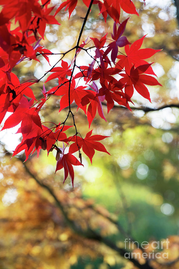 Acer Palmatum Osakazuki Autumn Foliage  Photograph by Tim Gainey