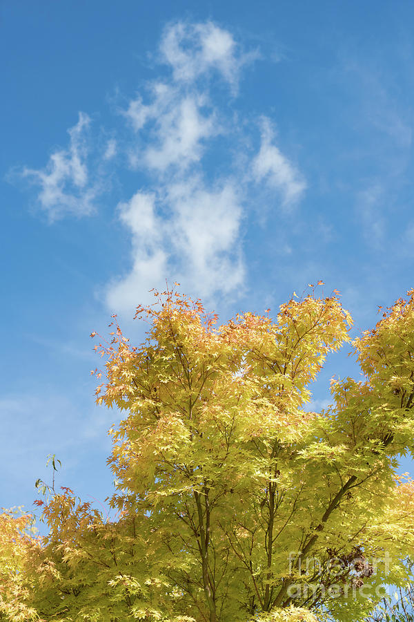 Acer Palmatum Sango Kaku Tree in Autumn  Photograph by Tim Gainey