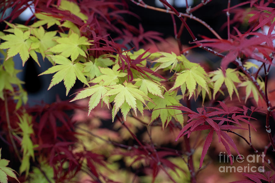 Acer Palmatum Summer Gold Leaves Photograph by Tim Gainey